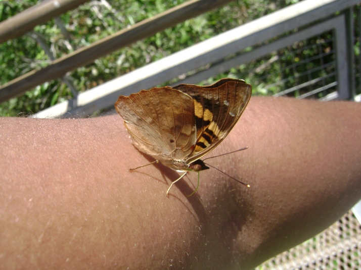 Profile 1 - butterfly at iguazu